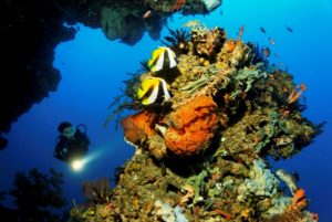 Taman Laut Bunaken, Pesona Keindahan Tempat Wisata Alam dari Sulawesi Utara Yang Membuatmu Semakin Terlena Dibuatnya