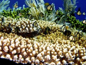 Taman Laut Bunaken, Pesona Keindahan Tempat Wisata Alam dari Sulawesi Utara Yang Membuatmu Semakin Terlena Dibuatnya
