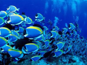 Taman Laut Bunaken, Pesona Keindahan Tempat Wisata Alam dari Sulawesi Utara Yang Membuatmu Semakin Terlena Dibuatnya