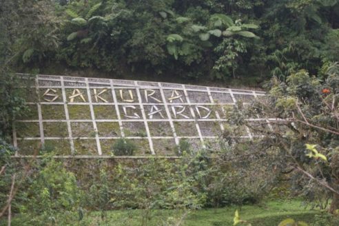 Lokasi Dan Rute Taman Sakura Di Kebun Raya Cibodas, Tak ...