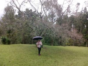 Lokasi Dan Rute Taman Sakura Di Kebun Raya Cibodas, Tak Perlu Ke Jepang Jika Di Bogor Ada