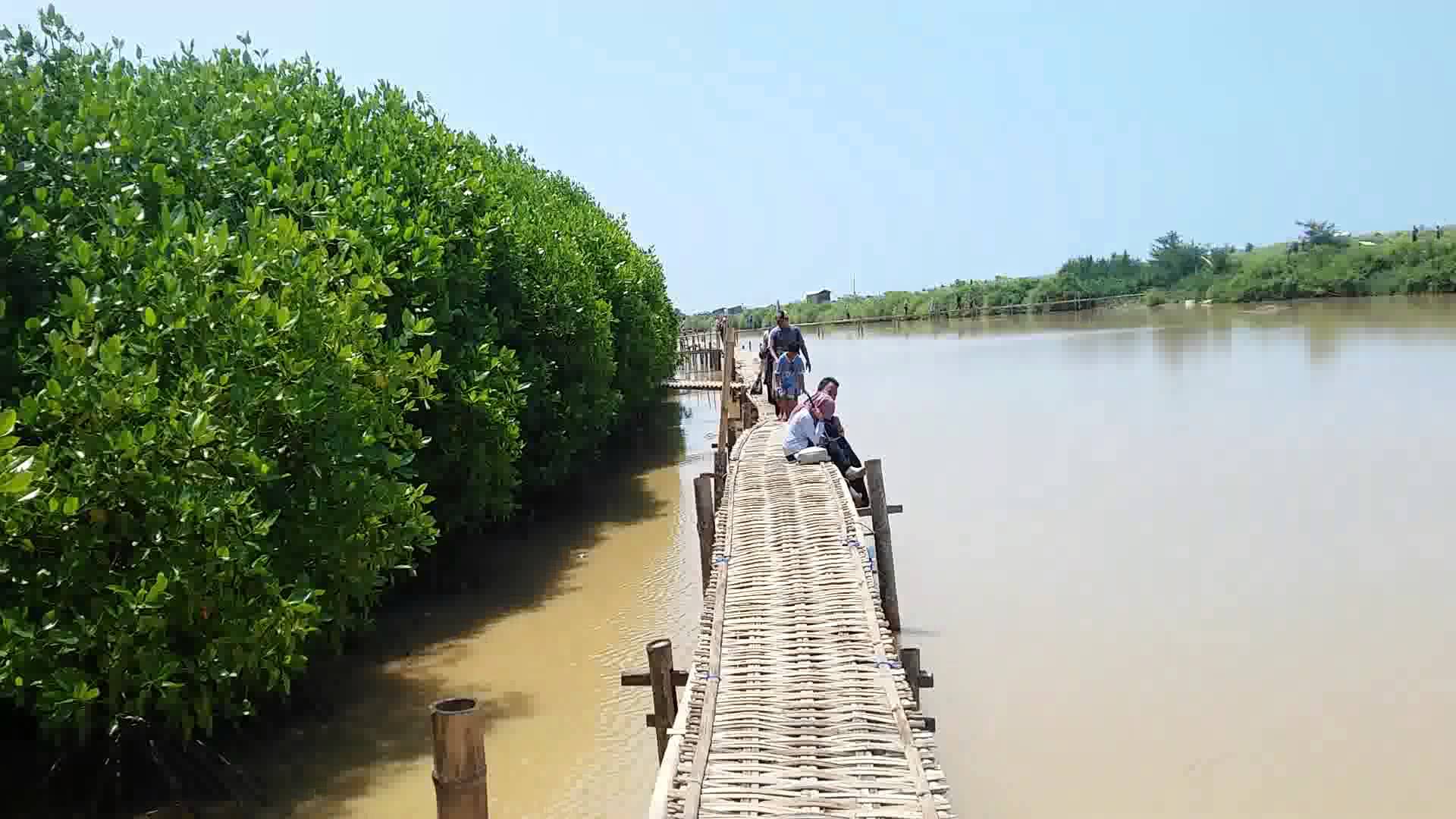 Jam Buka Hutan Mangrove Pantai Congot