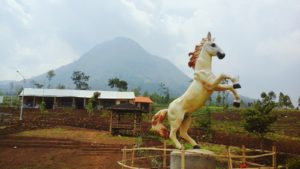 Lokasi dan Harga Tiket Masuk Peternakan Kuda Megastar Batu Malang, Serunya Berwisata Sambil Naik Kuda