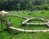 Lokasi Dan Harga Tiket Masuk Jembatan Cinta Purbalingga, Indahnya Jembatan di Tengah Sawah