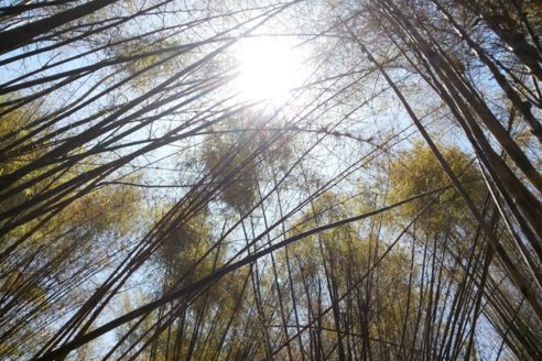 Rute dan Harga Tiket Masuk Hutan Bambu Keputih, Spot Wisata NgeHits di Surabaya Ala Jepang