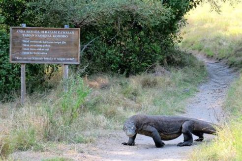 Harga Tiket Masuk dan Lokasi Taman Nasional Komodo, Eksotisme Wisata Alam Pelestarian Ekosistem
