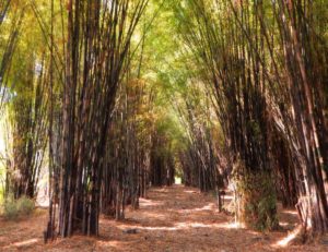 Rute dan Harga Tiket Masuk Hutan Bambu Keputih, Spot Wisata NgeHits di Surabaya Ala Jepang