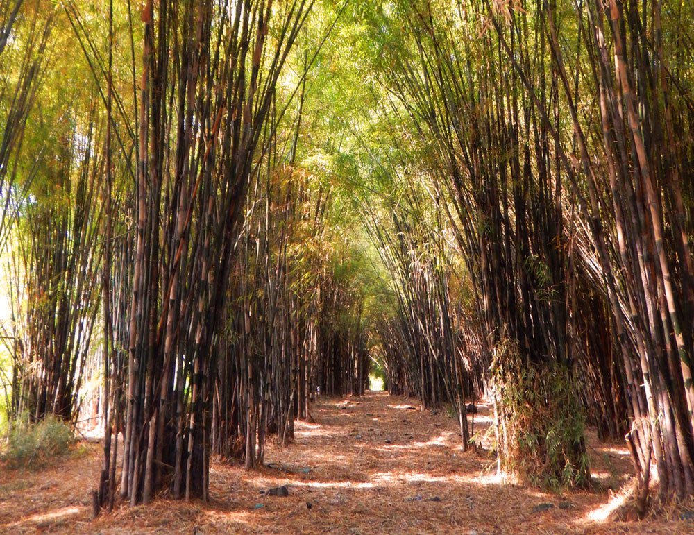 Rute dan Harga Tiket Masuk Hutan Bambu Keputih, Spot