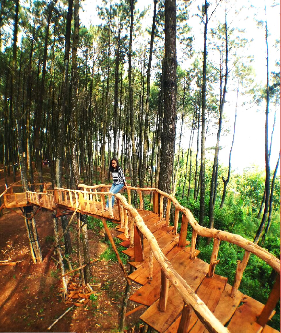 Lokasi Dan Rute Menuju Hutan Pinus Pengger Jogja, Serunya