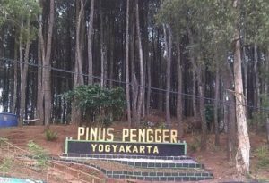 Lokasi Dan Rute Menuju Hutan Pinus Pengger  Jogja, Serunya Ngadem Dibawah Rerumbunan Pohon Pinus