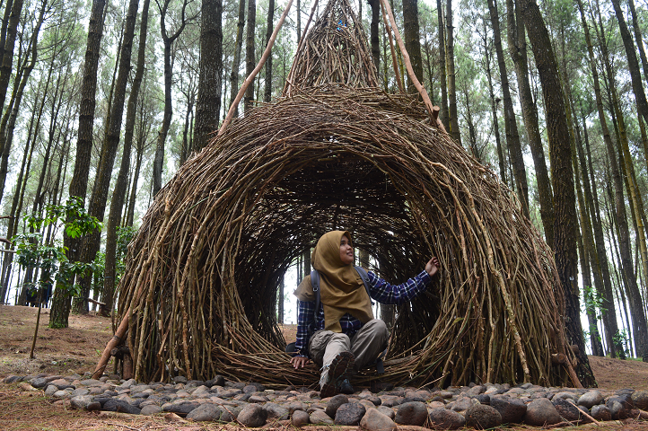 Lokasi Dan Rute Menuju Hutan Pinus Pengger Jogja, Serunya Ngadem Dibawah Rerumbunan Pohon Pinus ...