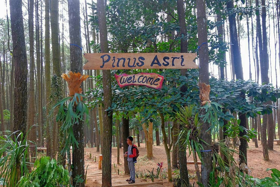 Wisata Alam Pinus Asri