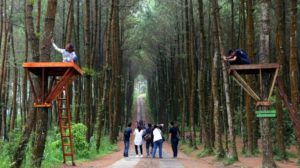 Harga Tiket Masuk dan Lokasi Hutan Pinus Kragilan, Spot Wisata Top Selfie di Magelang