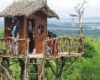 Lokasi dan Harga Tiket Masuk Jawatan Benculuk Banyuwangi, Keindahan Hutan Trembesi Ala Film Fantasi