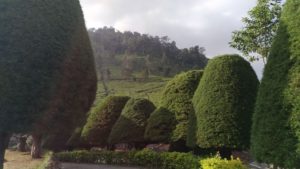 Lokasi dan Harga Tiket Masuk Bukit Jamur Rancabolang Ciwidey, Sensasi Pohon Cemara Menjadi Bentuk Jamur