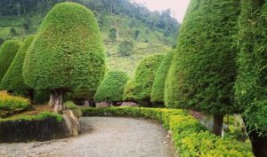 Lokasi dan Harga Tiket Masuk Bukit Jamur Rancabolang Ciwidey, Sensasi Pohon Cemara Menjadi Bentuk Jamur