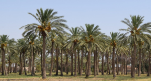 Lokasi dan Harga Tiket Masuk Kebun Kurma Pasuruan, Serunya Liburan Serasa Di Timur Tengah