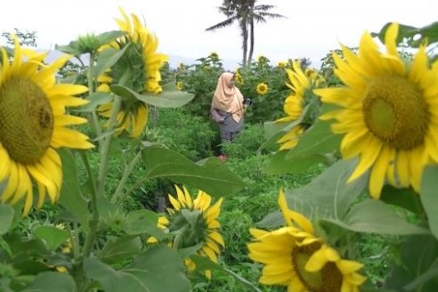 Lokasi dan Harga Tiket Masuk Kebun Bunga Matahari Bantul Jogja, Spot Wisata Ngehits Cocok Untuk Pecinta Selfie