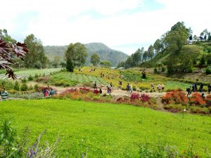 Rute dan Harga Tiket Masuk Sapo Juma Tongging Sumatera Utara, Pesona Resort dengan View Bunga Cantik
