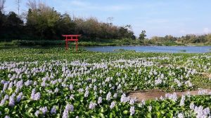 Harga Tiket Masuk dan Jam Buka Kalinampu Natural Park Pundong Bantul, Serunya Berwisata Serasa di Negeri Sakura