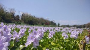 Harga Tiket Masuk dan Jam Buka Kalinampu Natural Park Pundong Bantul, Serunya Berwisata Serasa di Negeri Sakura