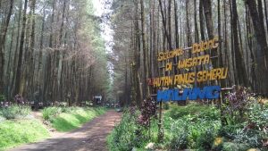 Harga Tiket Masuk dan Rute Hutan Pinus Semeru, Suguhan Keindahan Wisata Alam Yang Menakjubkan