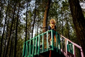 Harga Tiket Masuk dan Rute Hutan Pinus Semeru, Suguhan Keindahan Wisata Alam Yang Menakjubkan