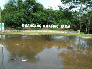 Harga Tiket Masuk dan Lokasi D Kandang Amazing Farm Depok, Wisata Edukasi dengan Banyak Spot Foto Selfie