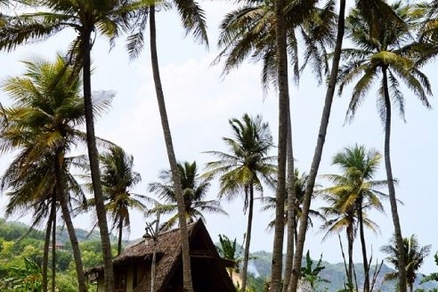 Lokasi dan Harga Menginap Pondok Bambu Rangdo Parangtritis, Hawaii Ala Jogja