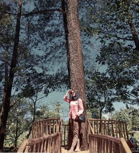 Harga Tiket Masuk dan Alamat Woodland Kuningan, Destinasi Wisata Dengan Suguhan View Pinus