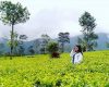 Lokasi dan Harga Tiket Masuk Kebun Teh Tambi Wonosobo, Persembahan Wisata Alam dengan Keindahan Semesta