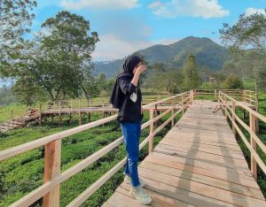 Lokasi dan Harga Tiket Masuk Kebun Teh Tambi Wonosobo, Persembahan Wisata Alam dengan Keindahan Semesta