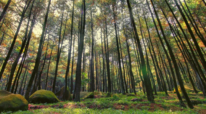 Unduh 880+ Background Foto Hutan Pinus Paling Keren