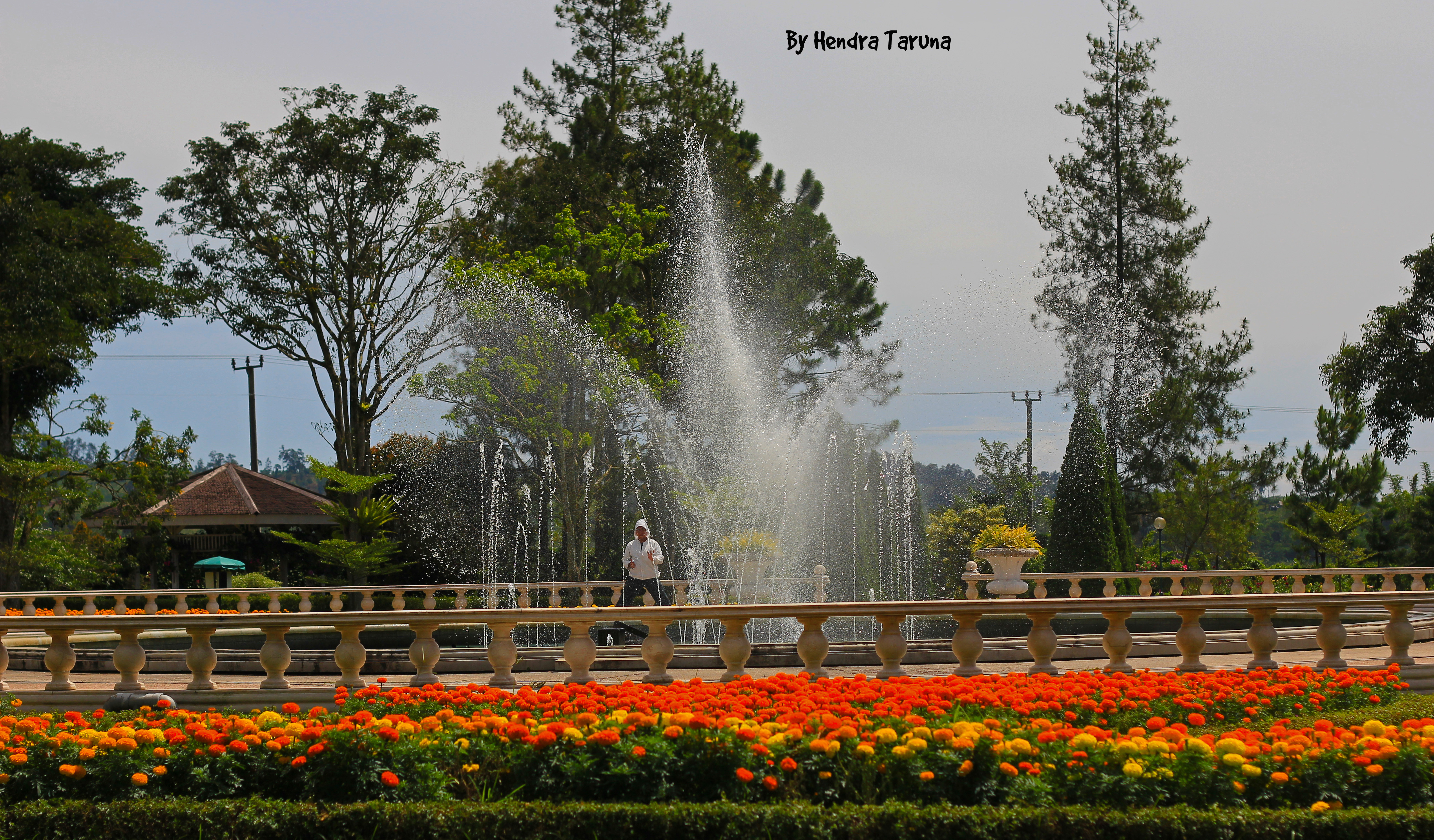 21 Beautiful Taman  Bunga  Puncak Tonang taman 