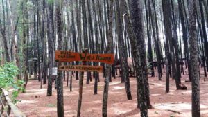 Hutan Pinus Mangunan, Tempat Wisata Baru di Jogja Yang Menjadi Spot Foto Prewedding Favorit