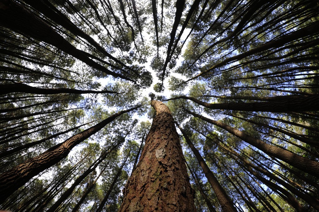 Harga Tiket Masuk Hutan Pinus  Mangunan Tempat Wisata Baru 