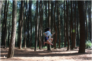 Hutan Pinus Mangunan, Tempat Wisata Baru di Jogja Yang Menjadi Spot Foto Prewedding Favorit