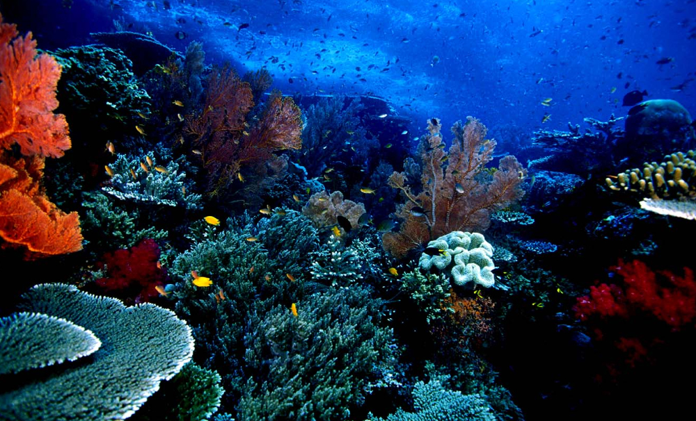 Lokasi Dan Harga Tiket Masuk Taman Laut Bunaken Pesona Keindahan Tempat Wisata Alam Dari
