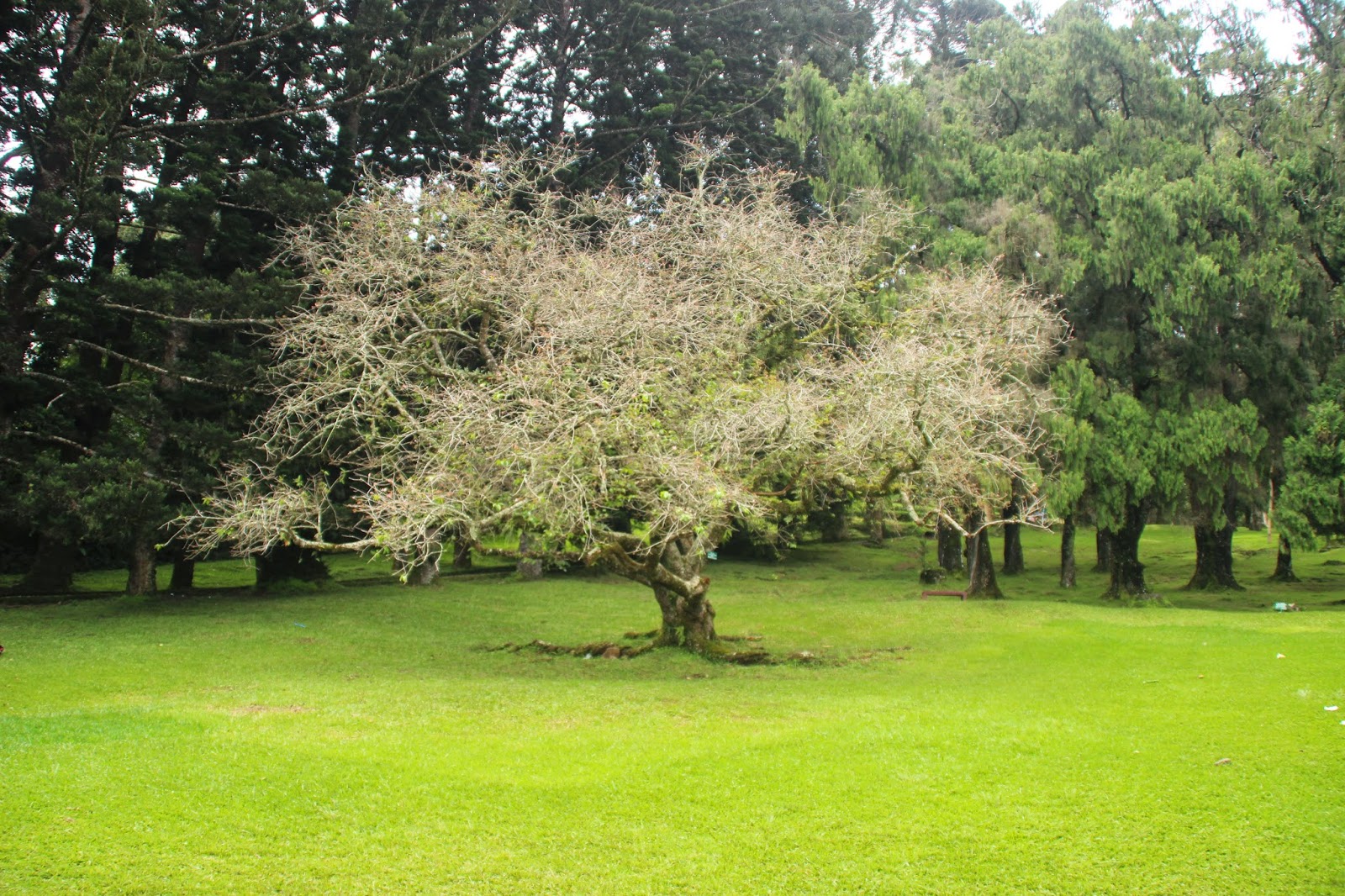 Lokasi Dan Rute Taman Sakura  Di  Kebun Raya Cibodas  Tak 