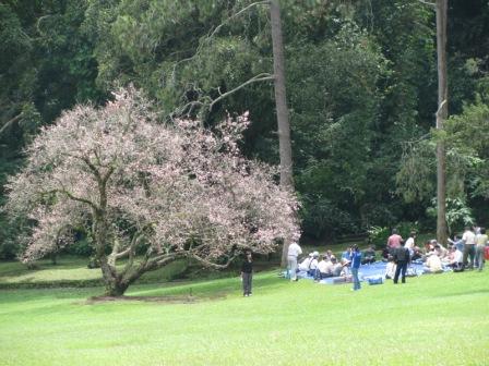 Lokasi Dan Rute Taman  Sakura Di  Kebun Raya Cibodas  Tak 