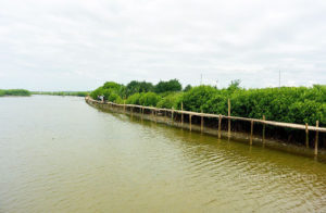 Lokasi dan Tiket Masuk Hutan Mangrove Pantai Congot, Kulon Progo Jogja Yang Mempesona