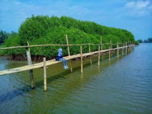 Lokasi dan Tiket Masuk Hutan Mangrove Pantai Congot, Kulon Progo Jogja Yang Mempesona