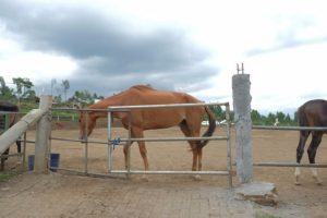 Lokasi dan Harga Tiket Masuk Peternakan Kuda Megastar Batu Malang, Serunya Berwisata Sambil Naik Kuda