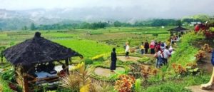 Lokasi Dan Rute Menuju Cafe Sawah Pujon, Serunya Menikmati Hidangan Di Temani Pemandangan Sawah