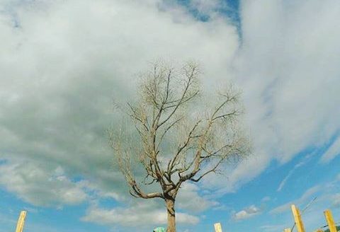 Lokasi Dan Alamat Pohon Jomblo Solok Sumbar, Spot Selfie Terbaru di Balik Pohon Kering