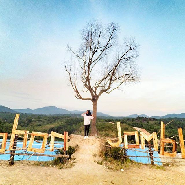 Lokasi Dan Alamat Pohon Jomblo Solok Sumbar, Spot Selfie Terbaru di Balik Pohon Kering