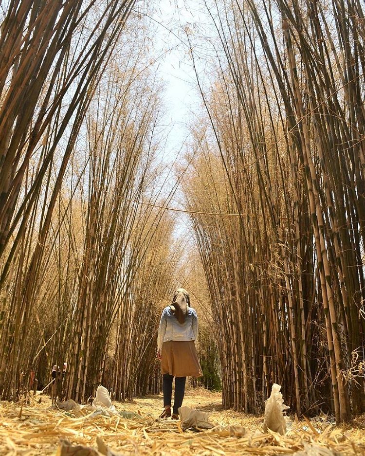 Hutan Bambu Keputih | dakatour.com
