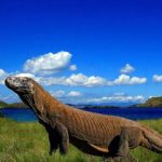 Harga Tiket Masuk dan Lokasi Taman Nasional Komodo, Eksotisme Wisata Alam Pelestarian Ekosistem