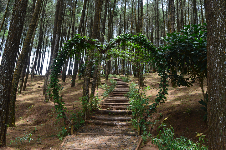 Tempat Wisata Jogja Hutan Pinus Peta Wisata Indonesia