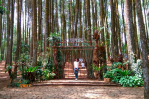 Harga Tiket Masuk dan Lokasi Hutan Pinus Asri, Spot Foto Selfie NgeHits di Jogja